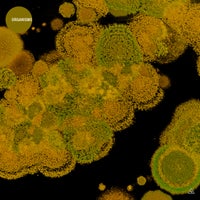 VA – Organisms [Obazda]