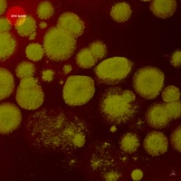 VA – Spice Blends [Obazda]